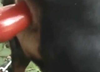 Mutt shows what it's capable of with a plug