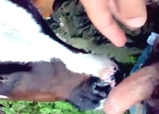 Dude has a nice cock and he fucks a calf orally