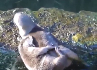Otter enjoys an awesome fucking sesh outside