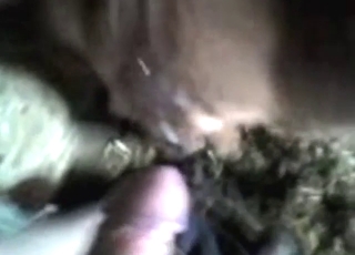 Dude empties his balls after fucking a cow