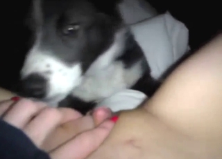 Dog devouring a wet pussy with sexy noises