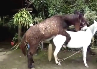 Donkey fucking with a white beast taking D