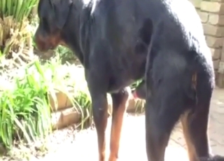 Rotty cock showcase in a public scene with tease