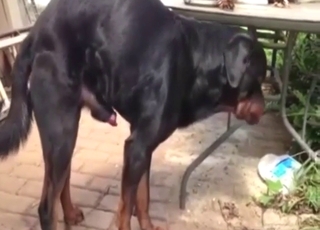 Rotty cock showcase in a public scene with tease