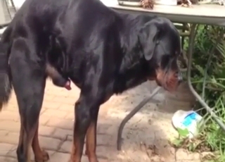 Rotty cock showcase in a public scene with tease