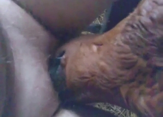 Calf is going to give that nice guy a nice BJ
