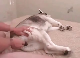 Dude fucking his sexy pooch on cam