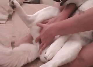 Dude fucking his sexy pooch on cam