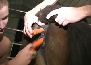 Animal sex play with an awesome stallion