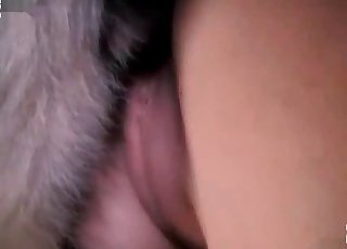 Mongrel devours that hot pussy