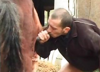Balding zoophile blowing stallions