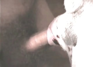 Anal sex from farm animals