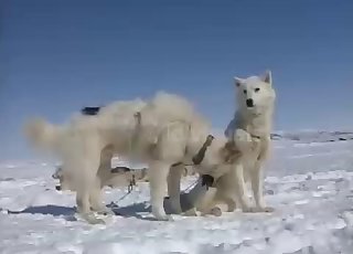 Two white dogs fucking hard in the snow