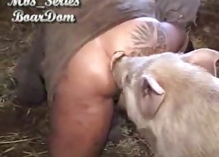Amazing pig eats a good wide-opened bottom
