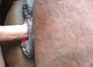 Horse's ass fucked by a hung dude