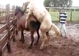 White horse fucks a brown mare on cam