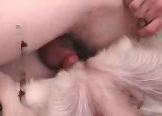 My doggy is getting fucked by a hubby
