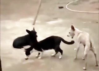 Small doggy fucked a cute kitty in the doggy style