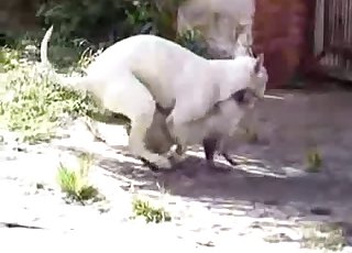 Sweet white dog and a nice cat are trying to fuck