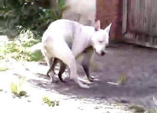 Sweet white dog and a nice cat are trying to fuck