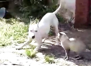 Sweet white dog and a nice cat are trying to fuck