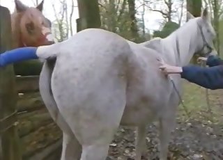 Sexy horses fucking like crazy outdoors