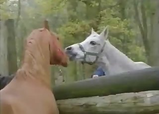 Sexy horses fucking like crazy outdoors