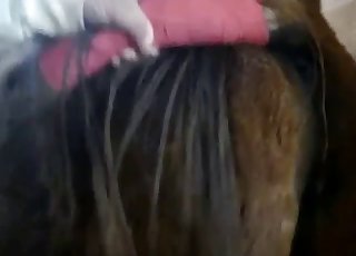 Horse likes anal stimulation so freaking much