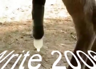 Passionate farm animal sex game in the close-up angle